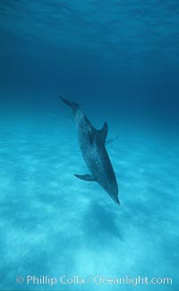 Atlantic spotted dolphin, Stenella frontalis