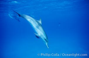 Atlantic spotted dolphin. Bahamas, Stenella frontalis, natural history stock photograph, photo id 04899