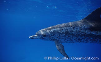 Atlantic spotted dolphin. Bahamas, Stenella frontalis, natural history stock photograph, photo id 04900