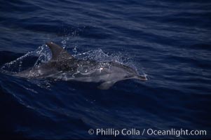 Atlantic spotted dolphin. Sao Miguel Island, Azores, Portugal, Stenella frontalis, natural history stock photograph, photo id 04971