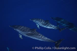 Atlantic spotted dolphin, Stenella frontalis, Sao Miguel Island