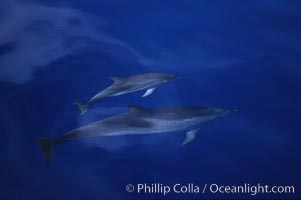 Atlantic spotted dolphin. Sao Miguel Island, Azores, Portugal, Stenella frontalis, natural history stock photograph, photo id 04974