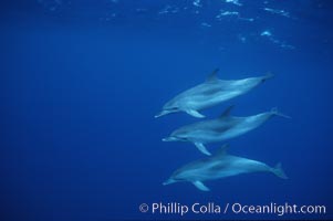 Atlantic spotted dolphin. Sao Miguel Island, Azores, Portugal, Stenella frontalis, natural history stock photograph, photo id 04976