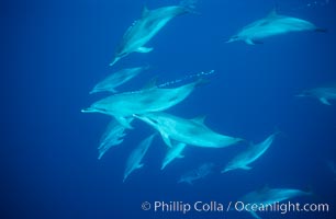 Atlantic spotted dolphin. Sao Miguel Island, Azores, Portugal, Stenella frontalis, natural history stock photograph, photo id 04977