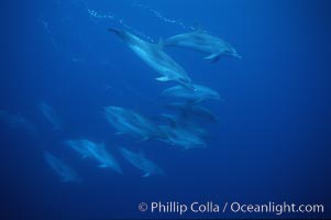 Atlantic spotted dolphin. Sao Miguel Island, Azores, Portugal, Stenella frontalis, natural history stock photograph, photo id 04978