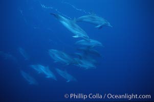 Atlantic spotted dolphin, Stenella frontalis, Sao Miguel Island
