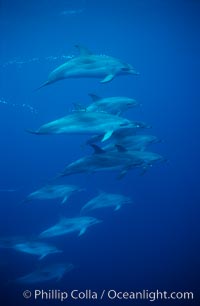 Atlantic spotted dolphin, Stenella frontalis, Sao Miguel Island