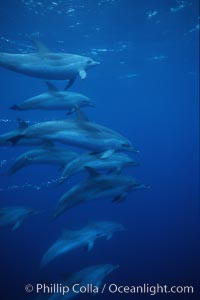 Atlantic spotted dolphin, Stenella frontalis, Sao Miguel Island