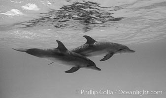 Atlantic spotted dolphin. Bahamas, Stenella frontalis, natural history stock photograph, photo id 06129