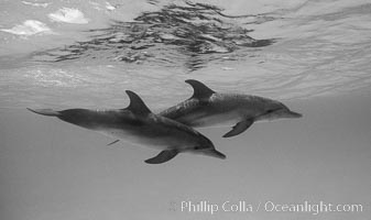 Atlantic spotted dolphin, Stenella frontalis