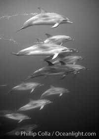 Atlantic spotted dolphin, Stenella frontalis, Sao Miguel Island