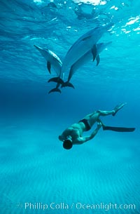 Atlantic spotted dolphin, Olympic swimmer Matt Biondi, sunset, Stenella frontalis