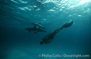 Atlantic spotted dolphin, Olympic swimmer Matt Biondi, sunset. Bahamas, Stenella frontalis, natural history stock photograph, photo id 06228