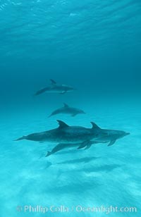 Atlantic spotted dolphin, Stenella frontalis