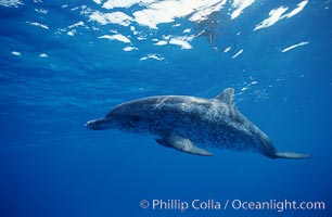 Atlantic spotted dolphin. Bahamas, Stenella frontalis, natural history stock photograph, photo id 06230