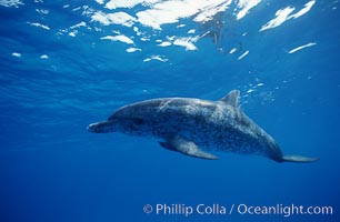 Atlantic spotted dolphin, Stenella frontalis