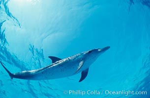 Atlantic spotted dolphin, Stenella frontalis