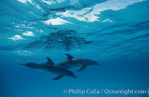 Atlantic spotted dolphin, Stenella frontalis