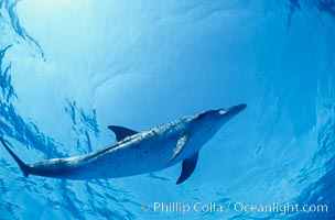 Atlantic spotted dolphin, Stenella frontalis