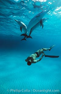 Olympian champion swimmer Matt Biondi swims with wild atlantic spotted dolphins, Stenella frontalis