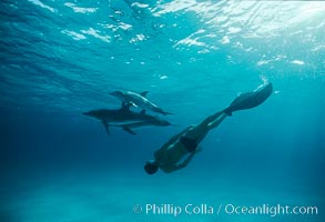 Olympian champion swimmer Matt Biondi swims with wild atlantic spotted dolphins, Stenella frontalis