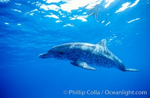 Atlantic spotted dolphin, Stenella frontalis