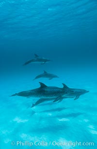 Atlantic spotted dolphin, Stenella frontalis