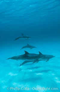 Atlantic spotted dolphin, Stenella frontalis