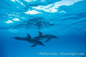 Atlantic spotted dolphin, Stenella frontalis