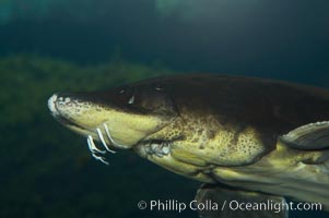 Atlantic sturgeon, Acipenser oxyrinchus oxyrinchus