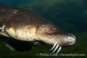 Atlantic sturgeon, Acipenser oxyrinchus oxyrinchus