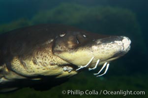 Atlantic sturgeon, Acipenser oxyrinchus oxyrinchus