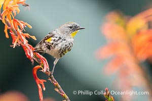 Audobon's Yellow-Rumped Warbler in Flowering Aloe, Coast Walk, La Jolla, Setophaga audoboni