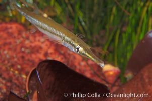 Tube snout, Aulorhynchus flavidus