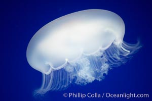 Moon jelly, a semi-translucent jellyfish, ocean drifter, pelagic  plankton, Aurelia aurita