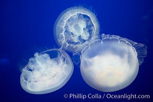 Moon jelly, a semi-translucent jellyfish, ocean drifter, pelagic  plankton, Aurelia aurita