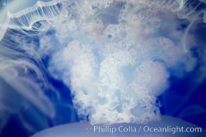 Moon jelly, a semi-translucent jellyfish, ocean drifter, pelagic  plankton, Aurelia aurita