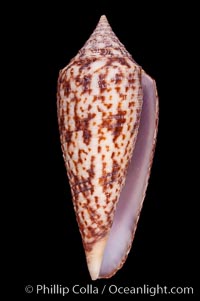 Austral Cone, Conus australis