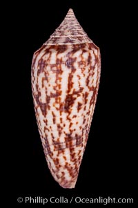 Austral Cone, Conus australis