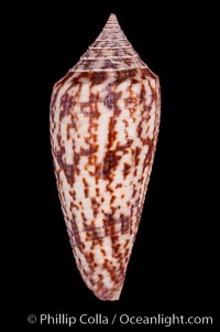 Austral Cone, Conus australis