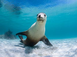 Australian Sea Lion Underwater, Grindal Island. Australian sea lions are the only endemic pinniped in Australia, and are found along the coastlines and islands of south and west Australia, Neophoca cinearea