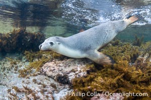 Australian Sea Lion Underwater, Grindal Island. Australian sea lions are the only endemic pinniped in Australia, and are found along the coastlines and islands of south and west Australia, Neophoca cinearea