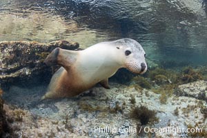 Australian Sea Lion Underwater, Grindal Island. Australian sea lions are the only endemic pinniped in Australia, and are found along the coastlines and islands of south and west Australia, Neophoca cinearea