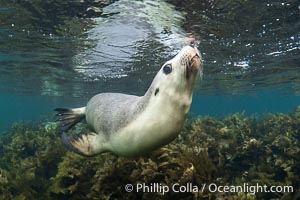 Australian Sea Lion Underwater, Grindal Island. Australian sea lions are the only endemic pinniped in Australia, and are found along the coastlines and islands of south and west Australia, Neophoca cinearea