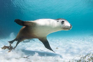 Australian Sea Lion Underwater, Grindal Island. Australian sea lions are the only endemic pinniped in Australia, and are found along the coastlines and islands of south and west Australia, Neophoca cinearea