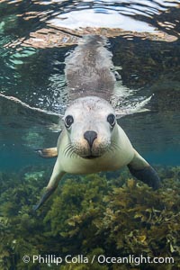 Australian Sea Lion Underwater, Grindal Island. Australian sea lions are the only endemic pinniped in Australia, and are found along the coastlines and islands of south and west Australia, Neophoca cinearea