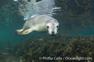 Australian Sea Lion Underwater, Grindal Island. Australian sea lions are the only endemic pinniped in Australia, and are found along the coastlines and islands of south and west Australia, Neophoca cinearea