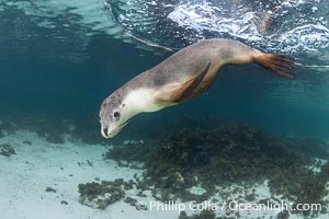 Australian Sea Lion Underwater, Grindal Island. Australian sea lions are the only endemic pinniped in Australia, and are found along the coastlines and islands of south and west Australia, Neophoca cinearea