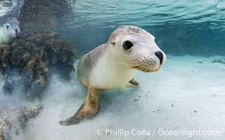 Australian Sea Lion Underwater, Grindal Island. Australian sea lions are the only endemic pinniped in Australia, and are found along the coastlines and islands of south and west Australia, Neophoca cinearea