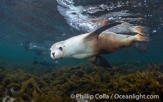 Australian Sea Lion Underwater, Grindal Island. Australian sea lions are the only endemic pinniped in Australia, and are found along the coastlines and islands of south and west Australia, Neophoca cinearea